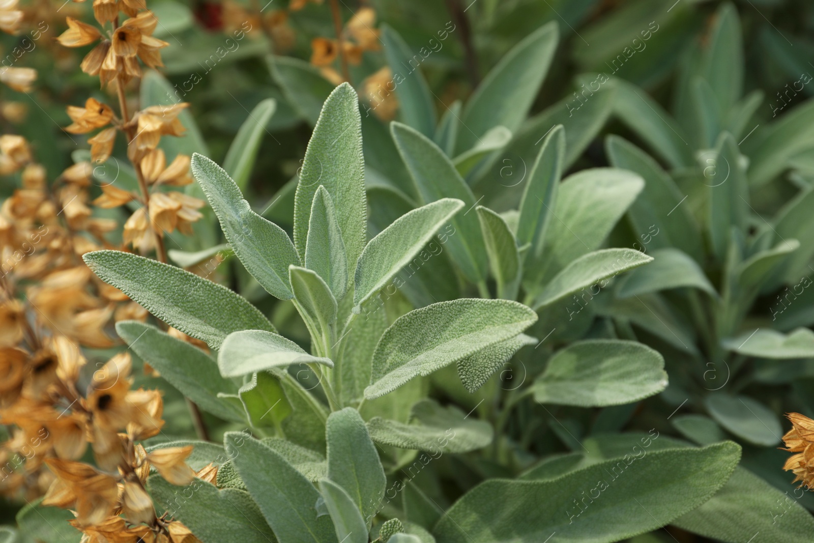 Photo of Beautiful sage with green leaves growing outdoors, closeup