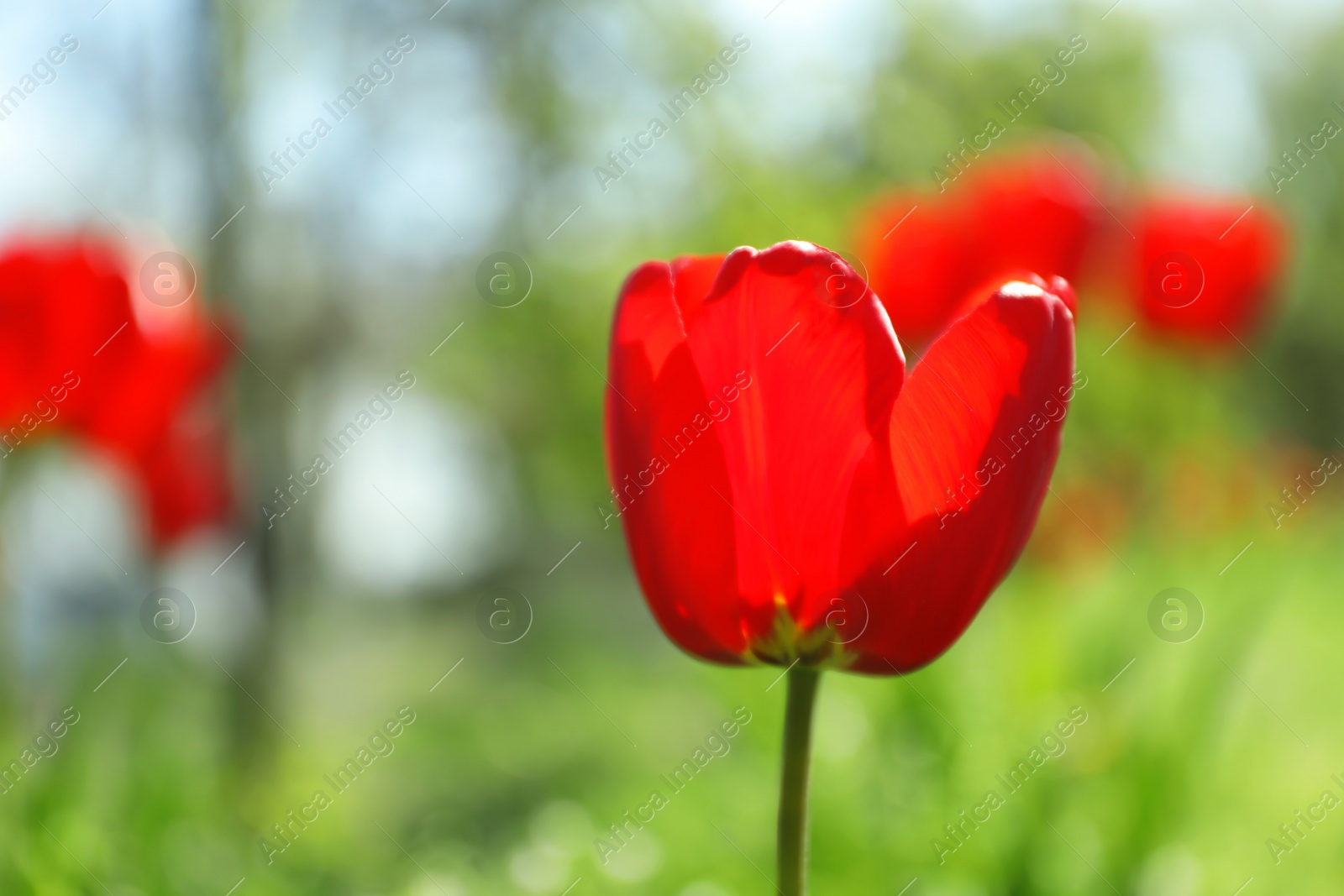 Photo of Blossoming tulips outdoors on sunny spring day