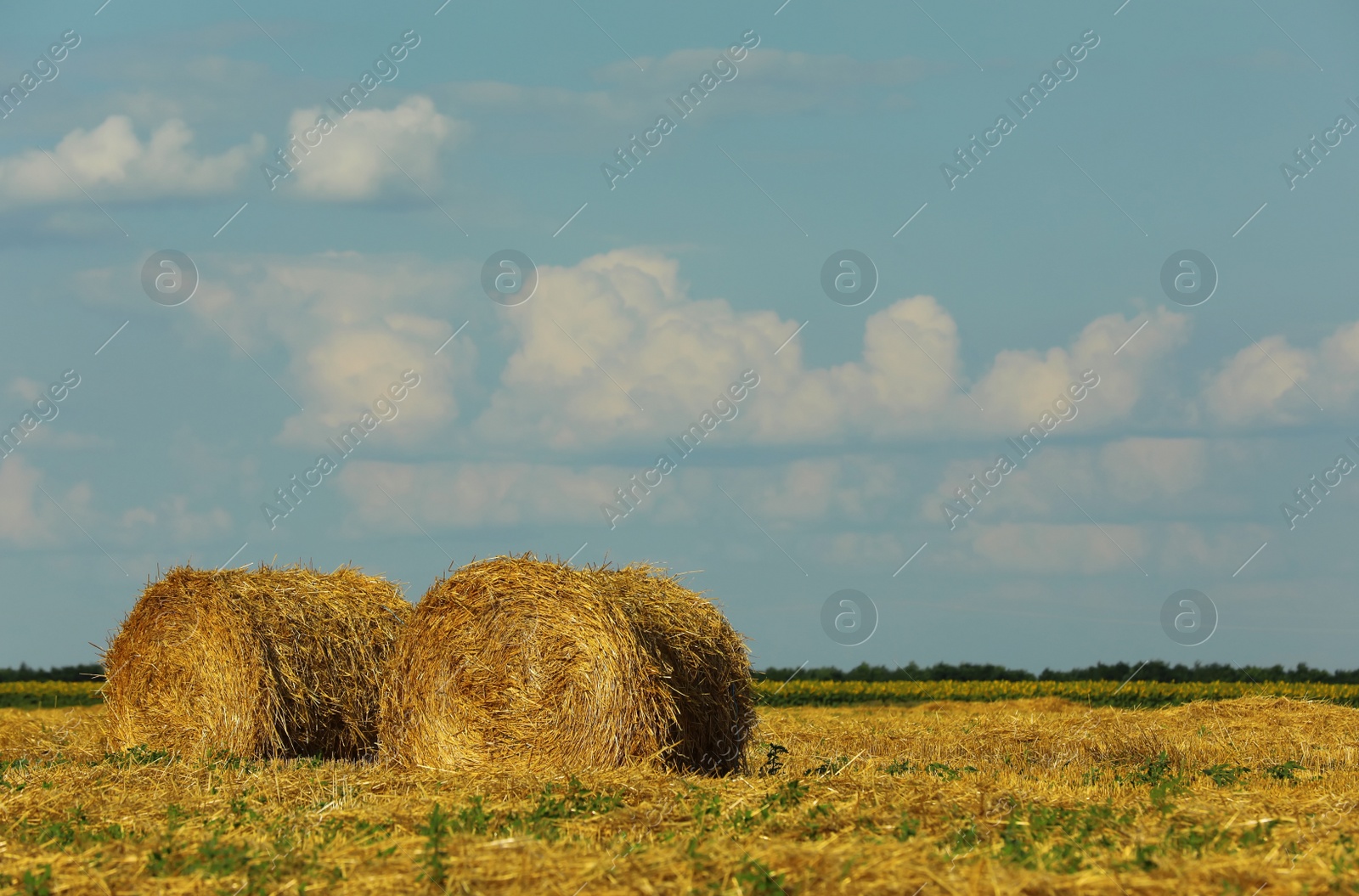 Photo of Beautiful view of agricultural field with hay bales