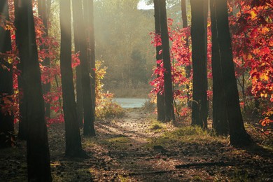 Photo of Picturesque view of forest with trees on sunny day. Autumn season