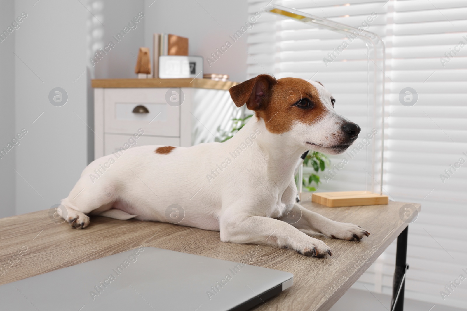 Photo of Cute Jack Russell Terrier dog on desk in home office