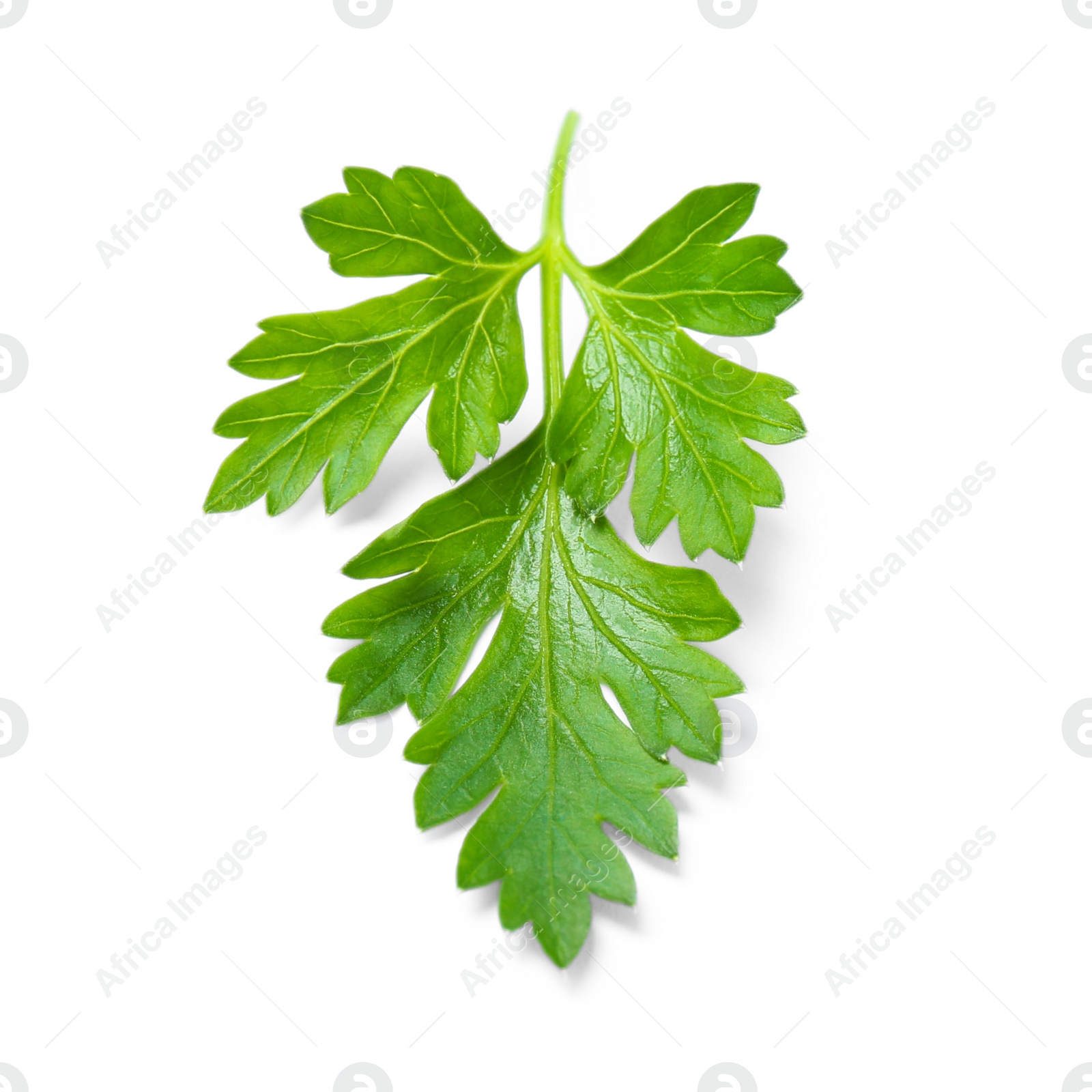 Photo of Fresh green organic parsley on white background