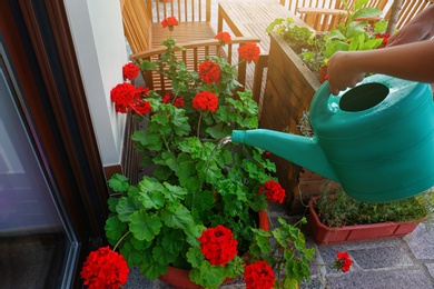 Photo of Woman watering blooming geranium flowers outdoors, closeup. Home gardening