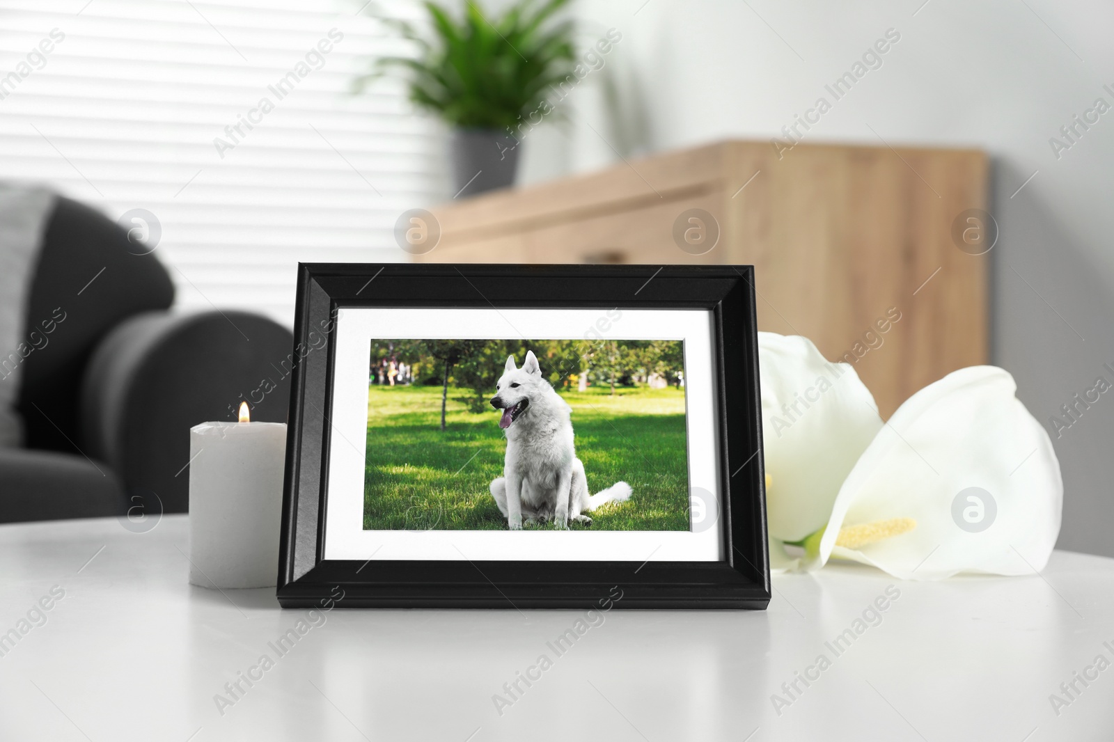 Photo of Frame with picture of dog, burning candle and calla lily flowers on white table indoors. Pet funeral