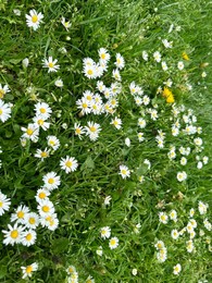 Photo of Beautiful flowers and green grass growing outdoors