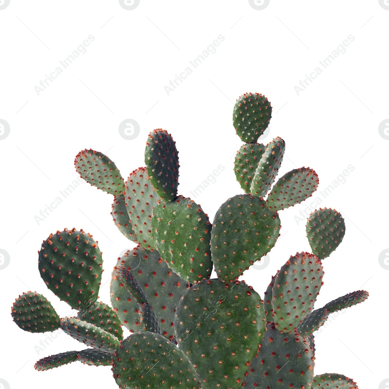 Image of Beautiful big green cactus on white background