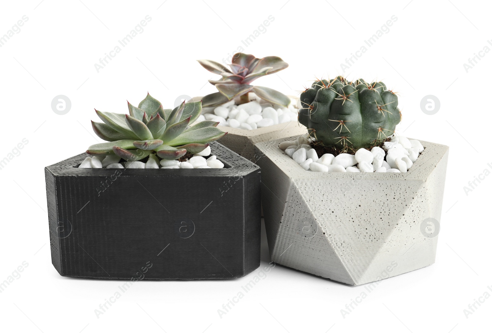 Photo of Beautiful succulent plants in stylish flowerpots on white background. Home decor