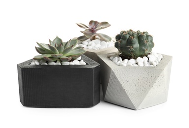 Photo of Beautiful succulent plants in stylish flowerpots on white background. Home decor