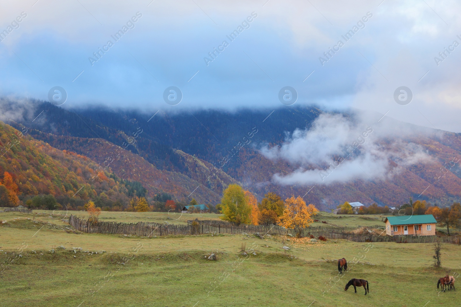 Photo of Picturesque view of high mountains with forest and horses grazing near village on autumn day