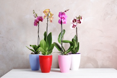 Photo of Beautiful tropical orchid flowers in pots on table near color wall