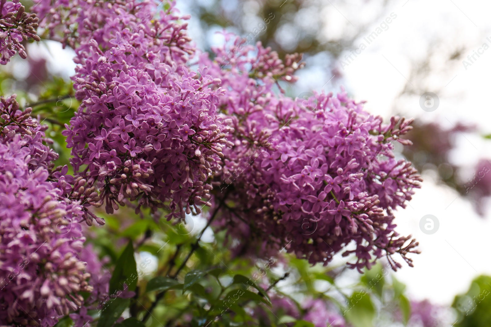 Photo of Beautiful blossoming lilac on blurred background, closeup