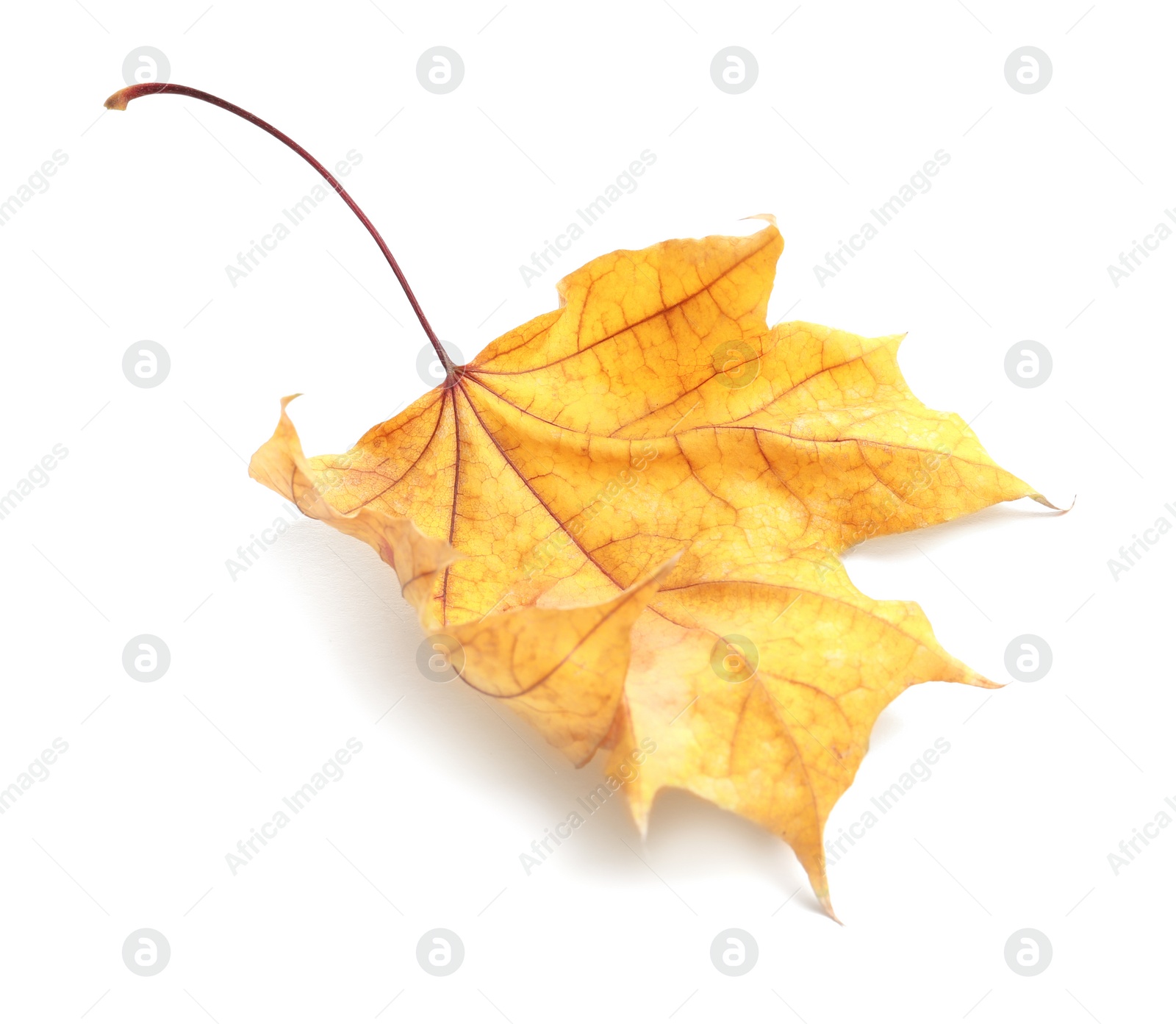 Photo of Beautiful autumn leaf on white background. Fall foliage