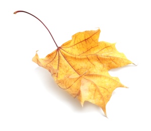 Photo of Beautiful autumn leaf on white background. Fall foliage