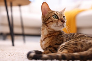Photo of Cute Bengal cat lying on carpet at home, closeup and space for text. Adorable pet