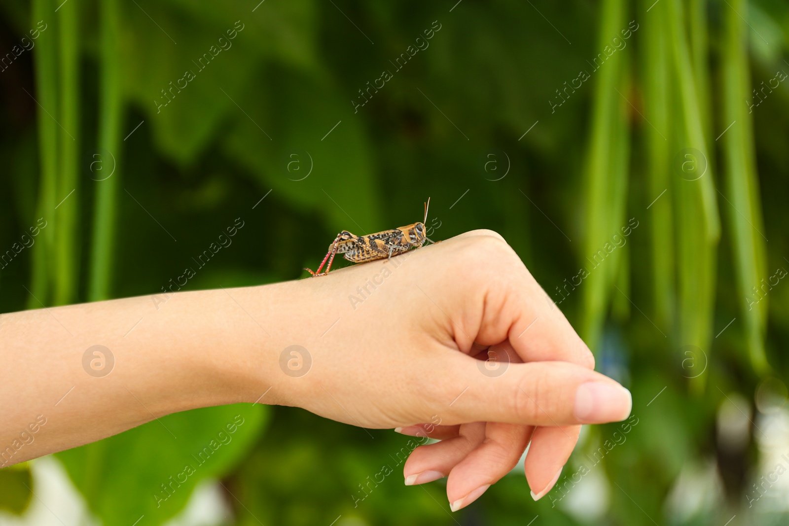 Photo of Woman holding common grasshopper outdoors, closeup view