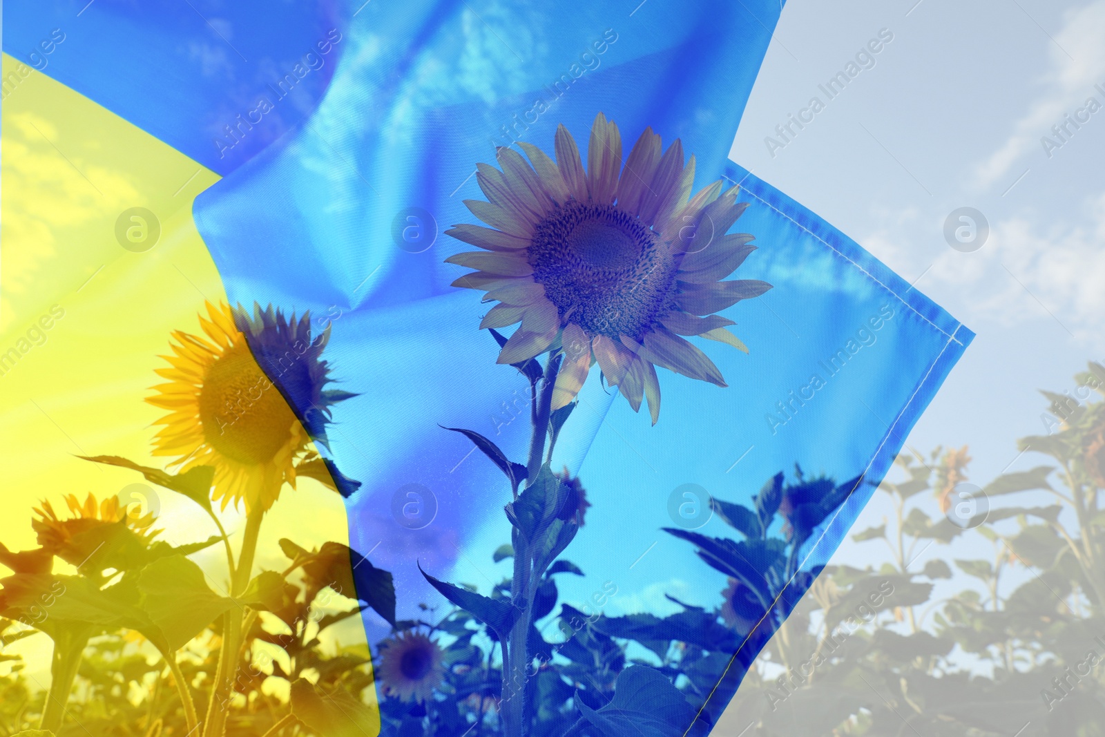 Image of Double exposure of Ukrainian national flag and sunflowers growing in field