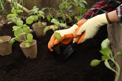 Woman planting seedling in soil outdoors, closeup