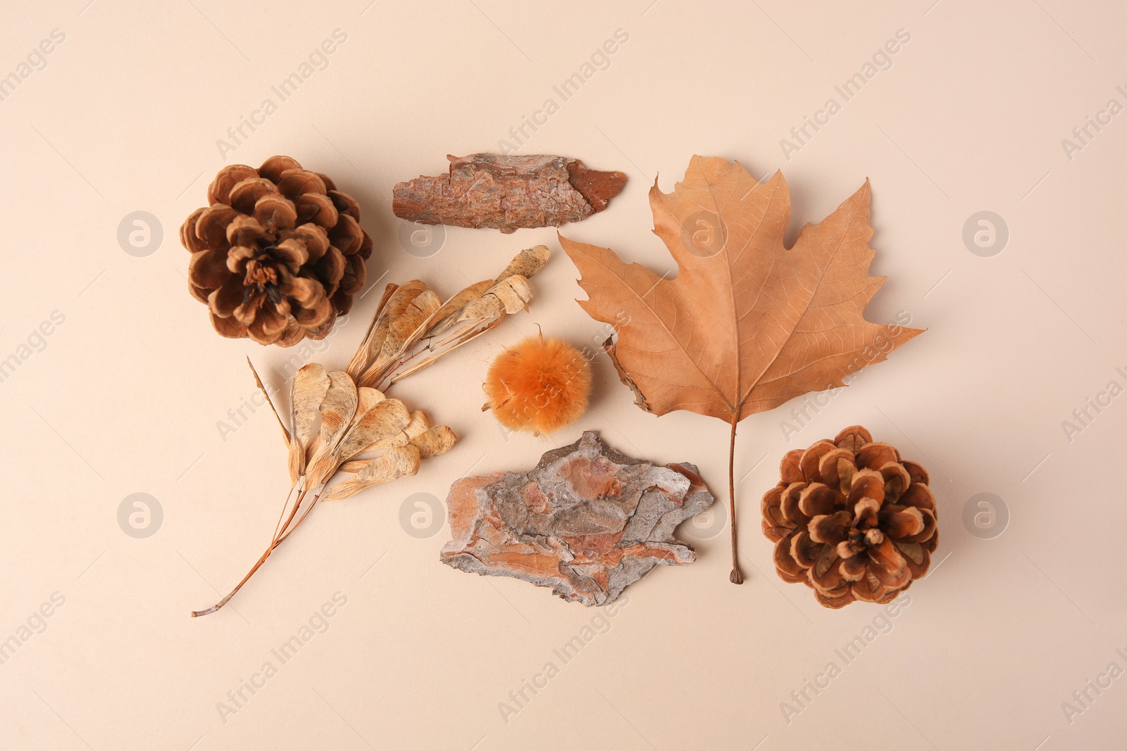 Photo of Tree bark pieces, cones and dry leaves on beige background, flat lay