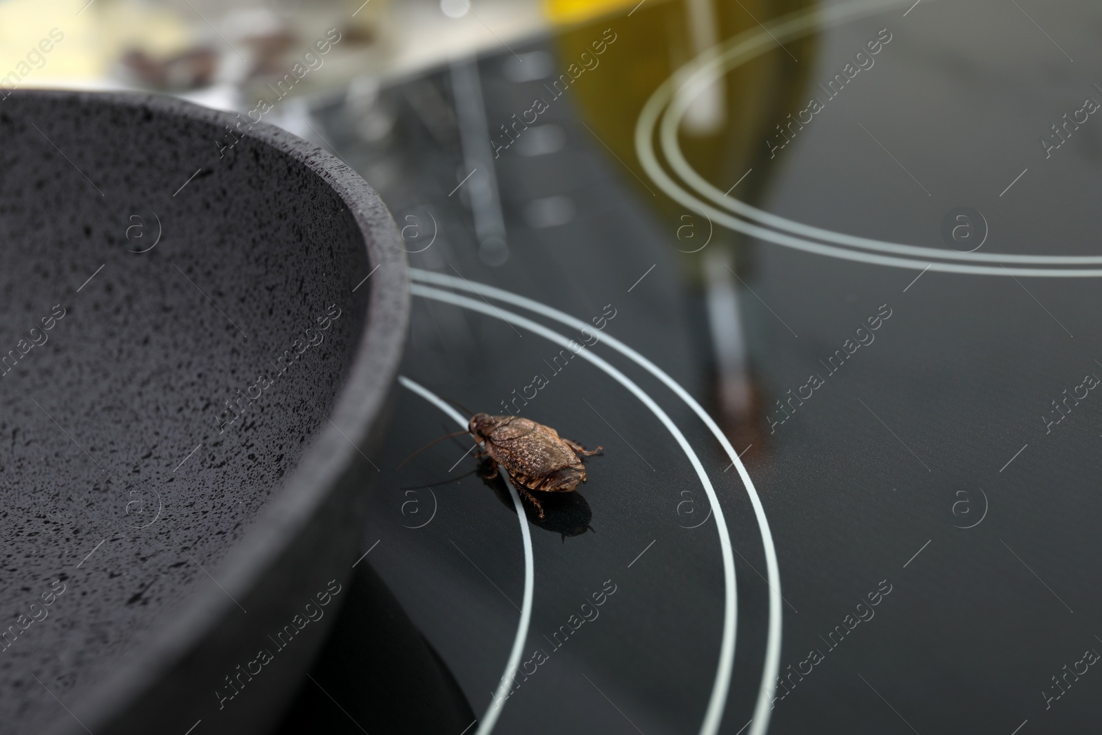 Photo of Cockroach on stove in kitchen, closeup. Pest control