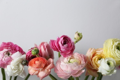 Beautiful ranunculus flowers on light grey background, closeup. Space for text