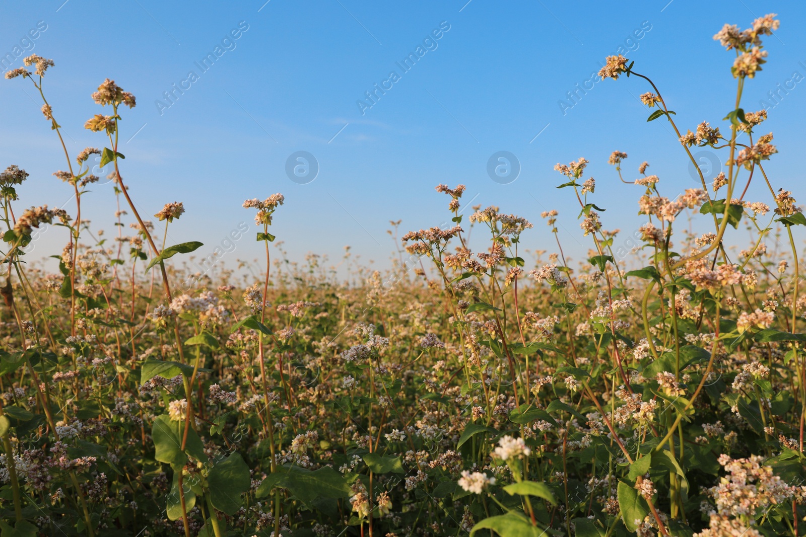 Photo of Beautiful blossoming buckwheat field on sunny day, closeup view