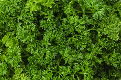 Photo of Fresh green parsley leaves as background, closeup