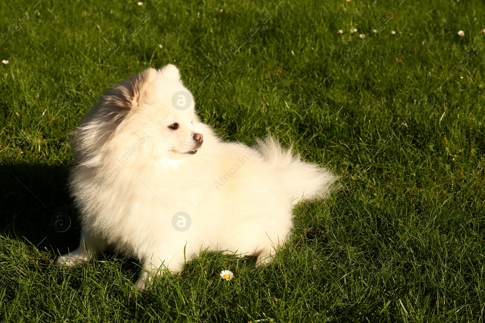 Photo of Cute fluffy Pomeranian dog on green grass outdoors. Lovely pet