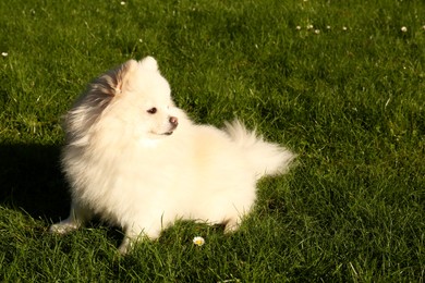 Cute fluffy Pomeranian dog on green grass outdoors. Lovely pet