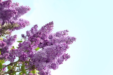 Blossoming lilac on sunny spring day