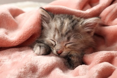 Cute kitten sleeping in soft pink blanket