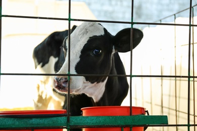 Photo of Pretty little calf behind fence on farm. Animal husbandry