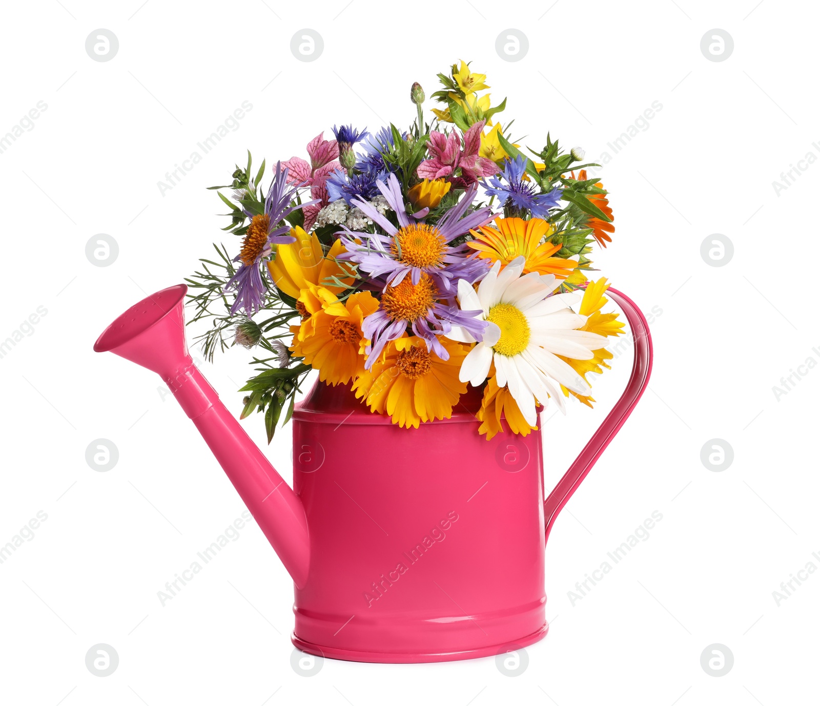 Photo of Pink watering can with beautiful flowers isolated on white