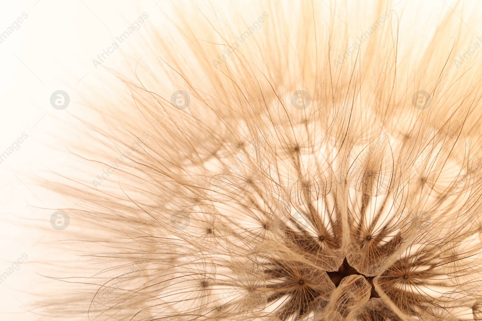 Photo of Beautiful fluffy dandelion flower on beige background, closeup