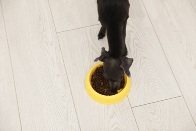 Italian Greyhound dog eating from bowl at home, above view