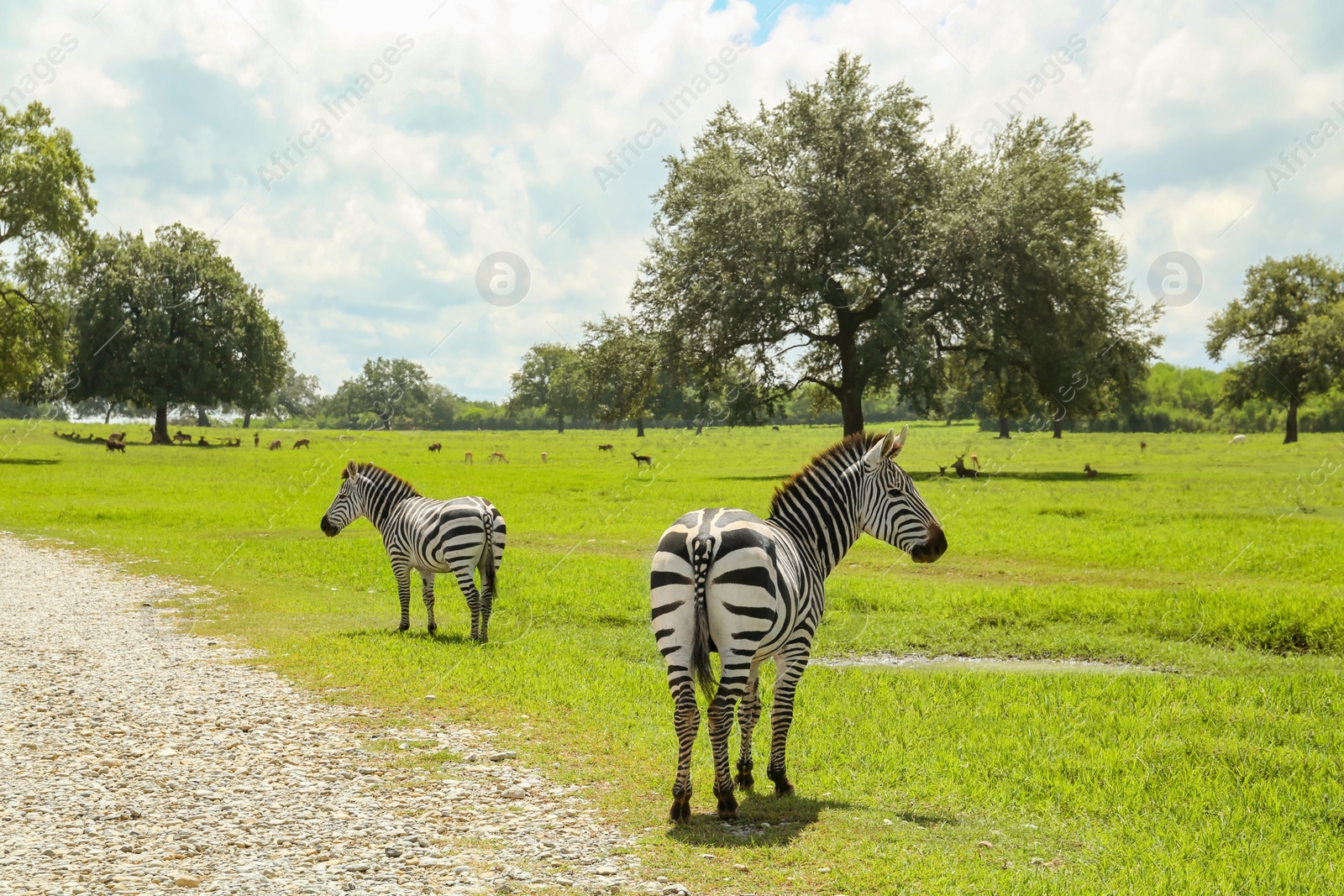 Photo of Beautiful striped African zebras in safari park