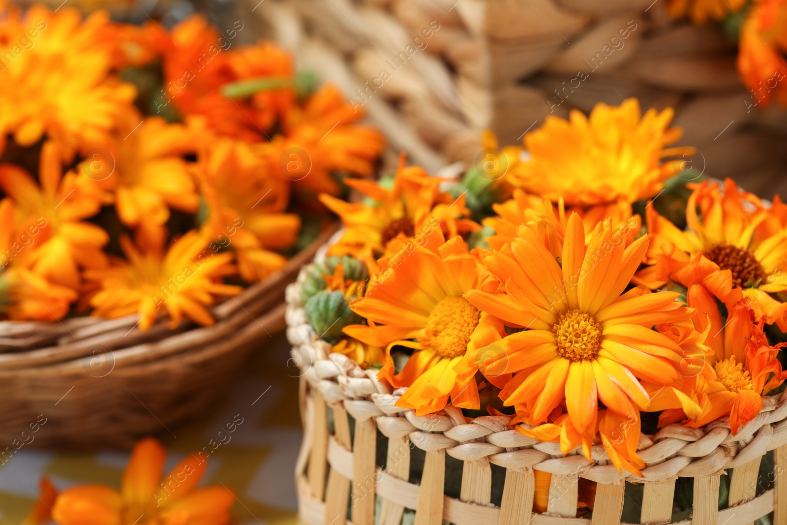 Photo of Many beautiful fresh calendula flowers on table, closeup