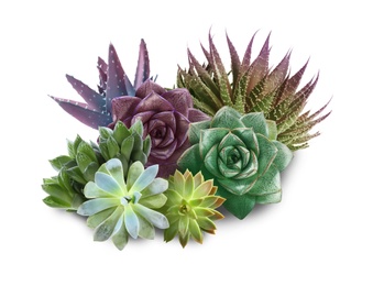 Image of Collection of different beautiful succulents on white background