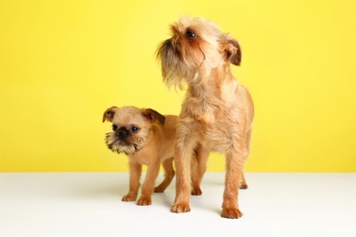 Studio portrait of funny Brussels Griffon dogs on color background