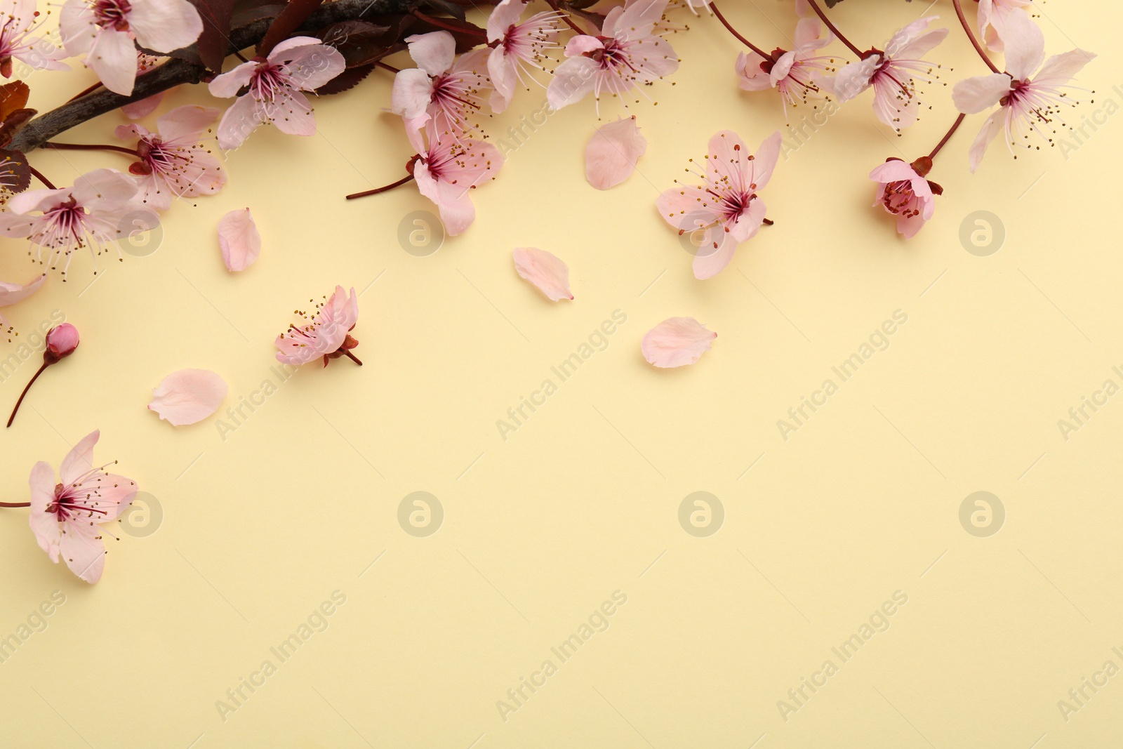 Photo of Spring tree branch with beautiful blossoms, flowers and petals on yellow background, flat lay. Space for text