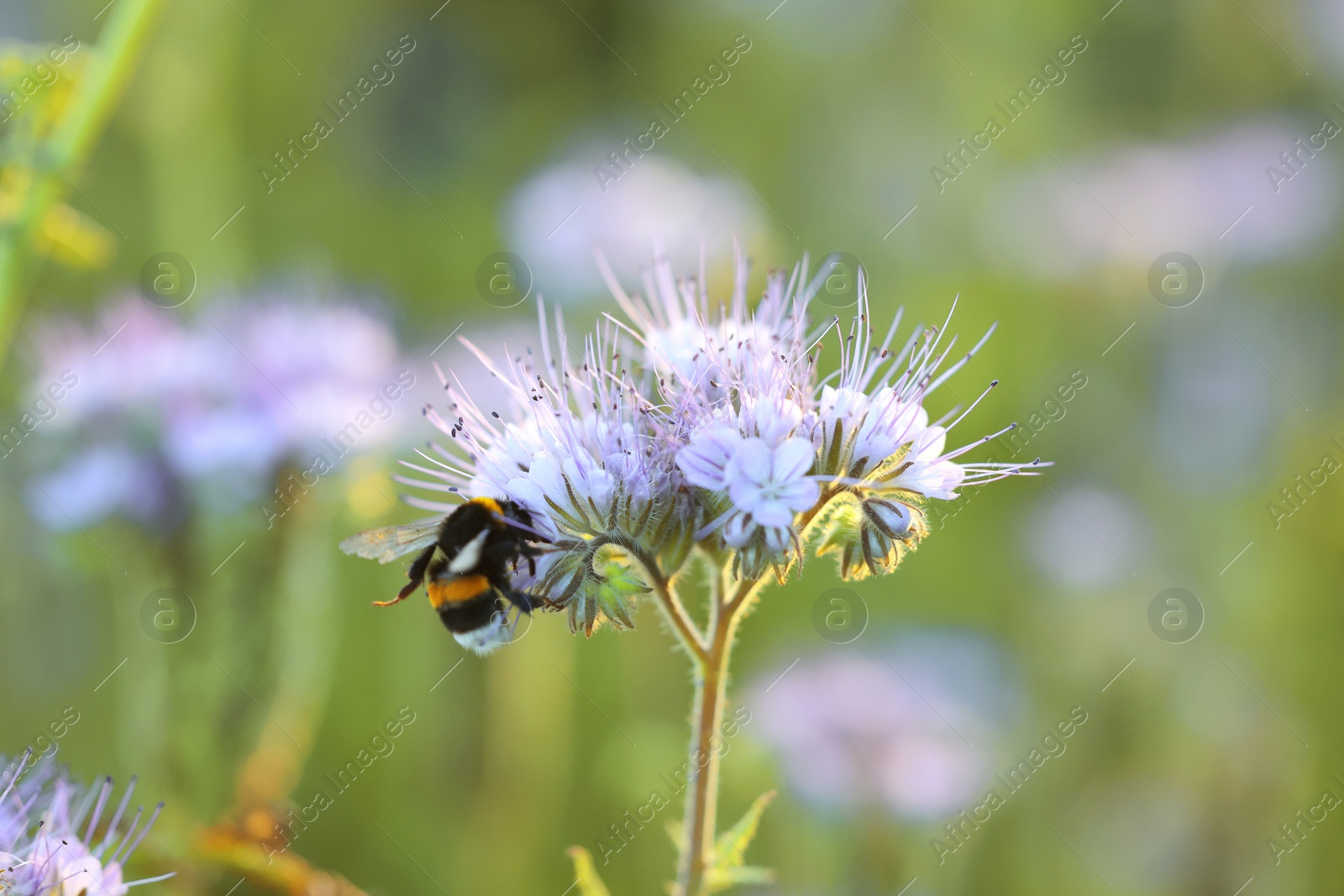 Photo of Bumblebee on beautiful blooming flower in meadow at summer, closeup
