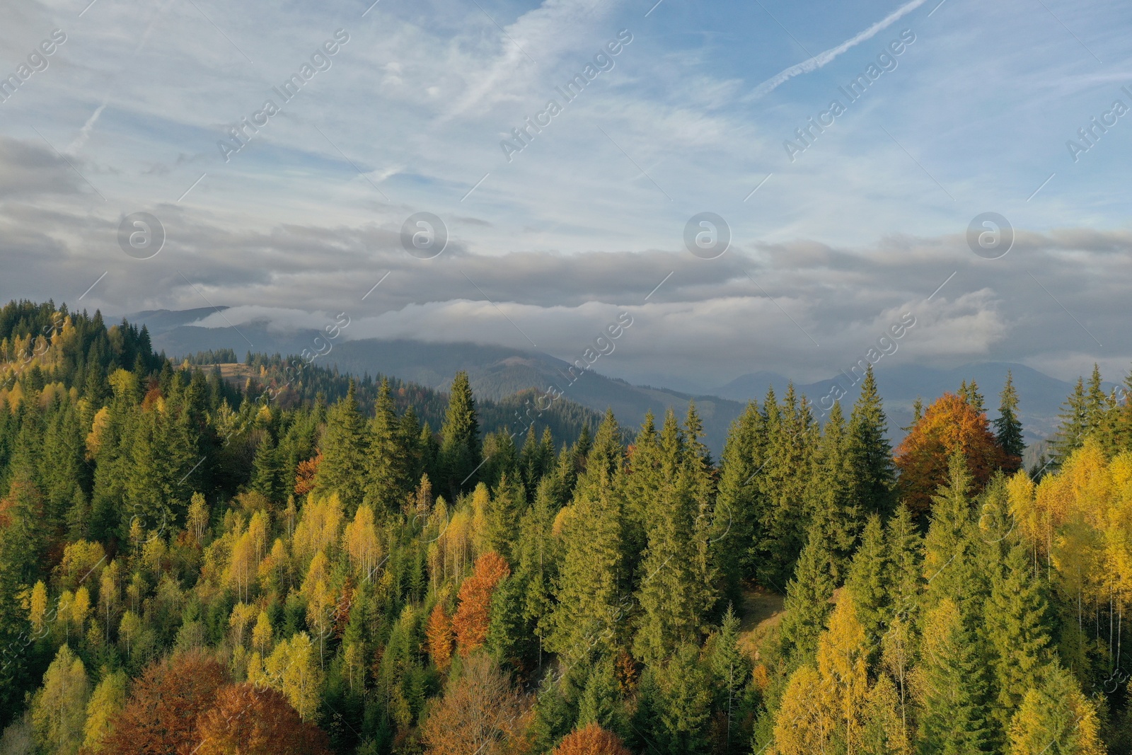 Photo of Aerial view of beautiful forest in mountains on sunny day