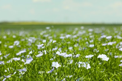 Beautiful blooming flax plants in field on sunny day