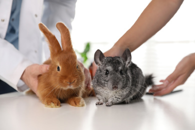 Photo of Professional veterinarians examining bunny and chinchilla in clinic, closeup