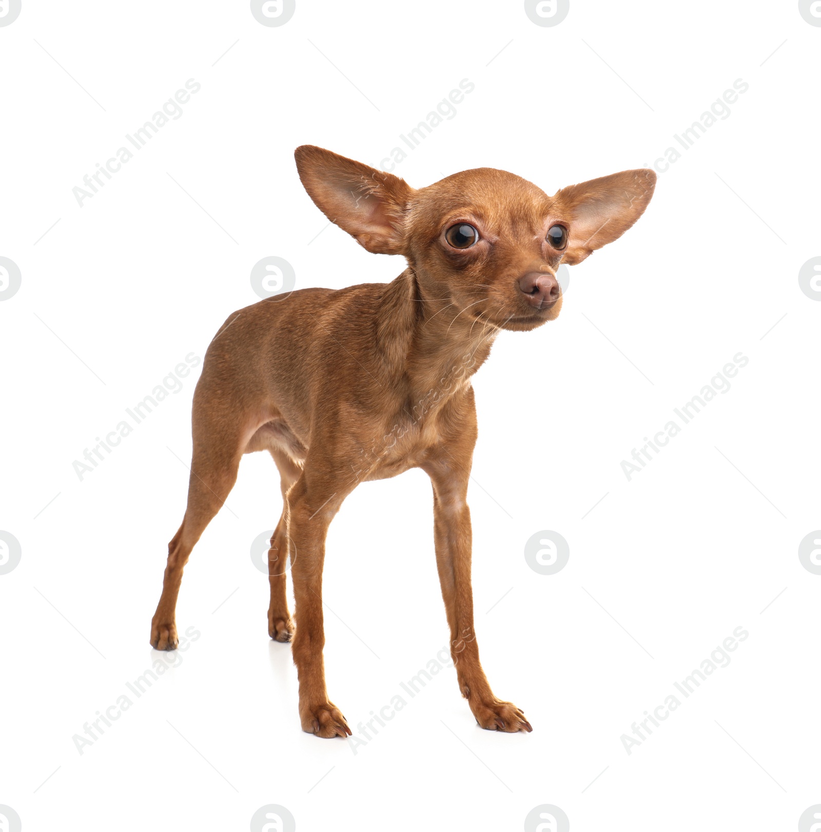 Photo of Cute toy terrier isolated on white. Domestic dog