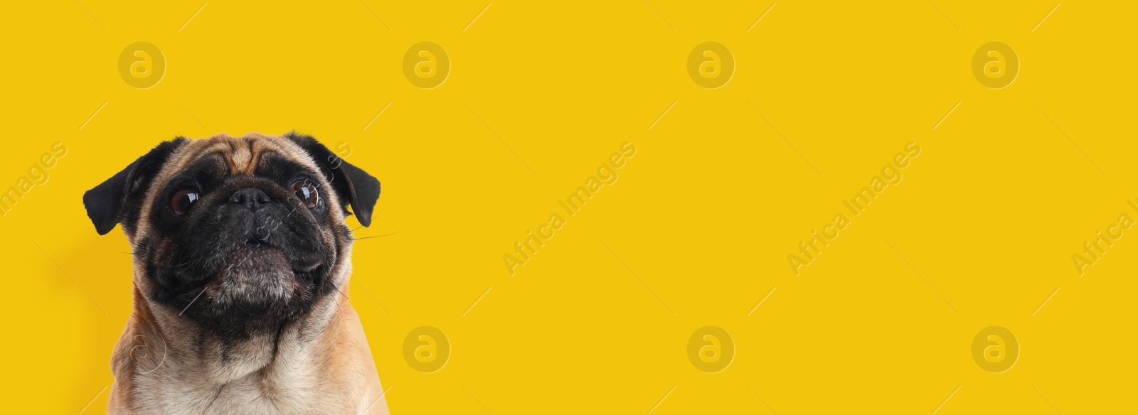 Image of Happy pet. Cute Pug dog smiling on yellow background, space for text. Banner design