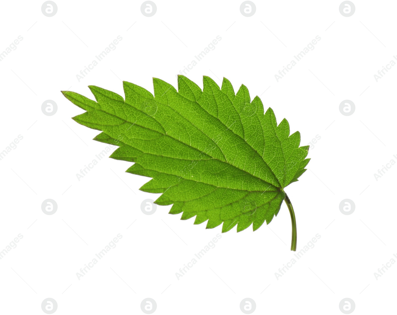 Photo of Leaf of stinging nettle isolated on white