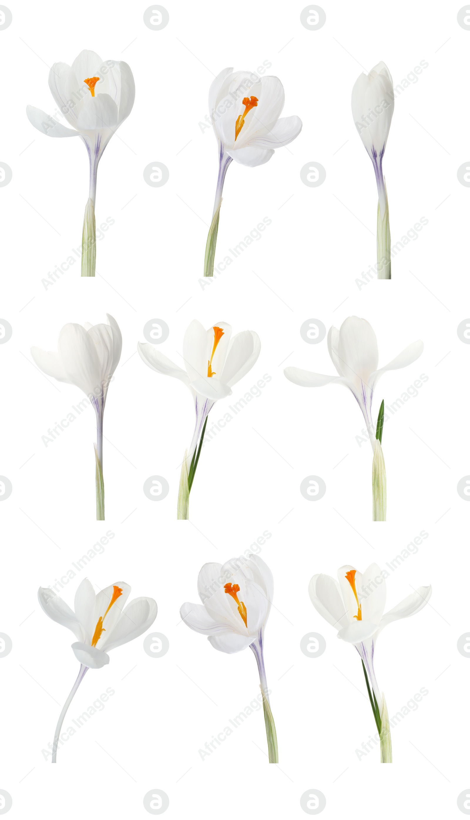 Image of Set with beautiful spring crocus flowers on white background