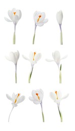 Set with beautiful spring crocus flowers on white background