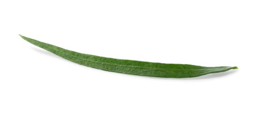 Photo of One leaf of fresh tarragon on white background