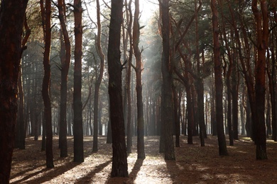 Picturesque view of beautiful forest on sunny day